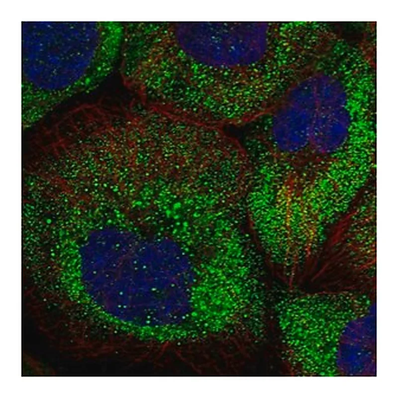 Merck Anti-ARHGAP11A antibody produced in rabbit