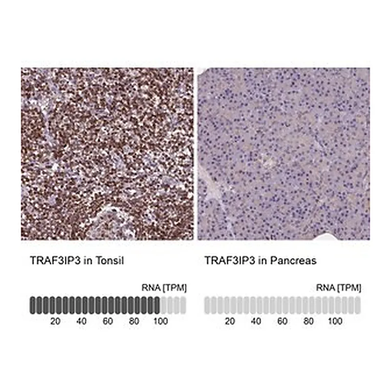 Merck Anti-TRAF3IP3 antibody produced in rabbit