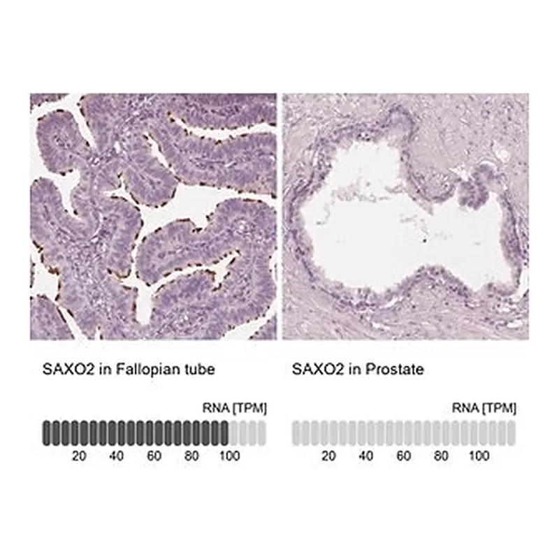 Merck Anti-SAXO2 antibody produced in rabbit