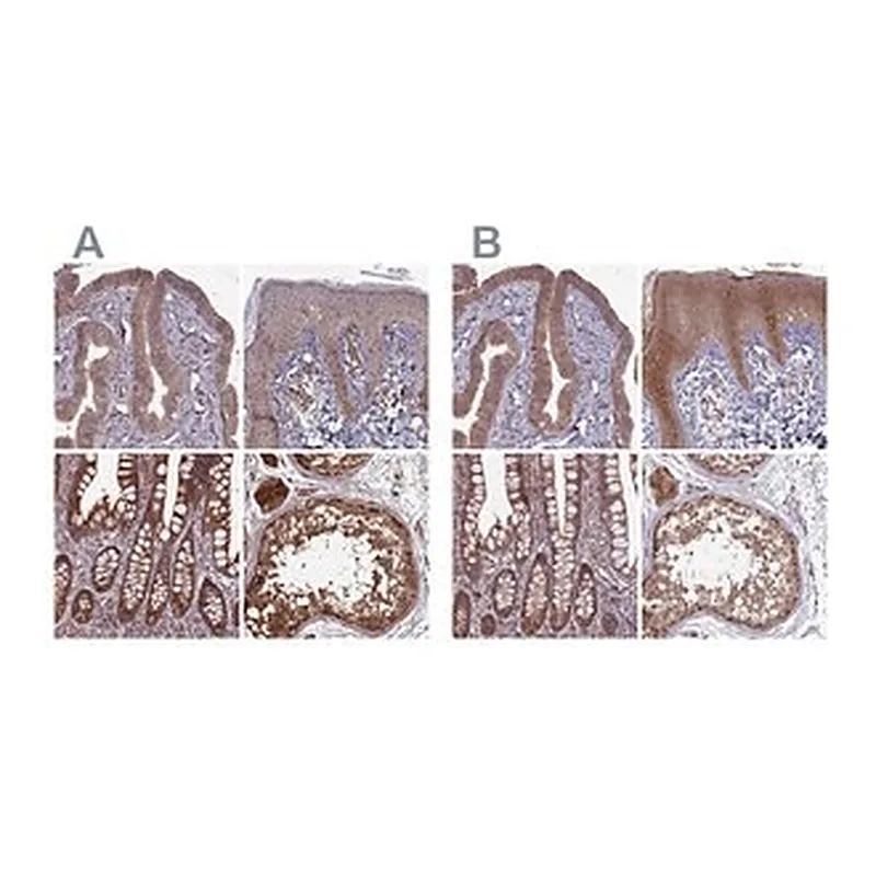 Merck Anti-RCCD1 antibody produced in rabbit