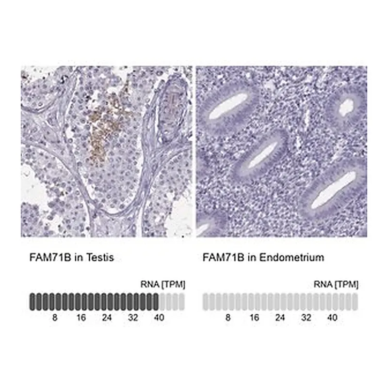 Merck Anti-FAM71B antibody produced in rabbit