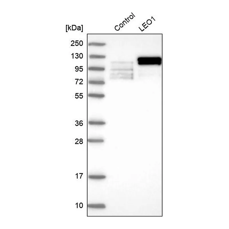 Merck Anti-LEO1 antibody produced in rabbit