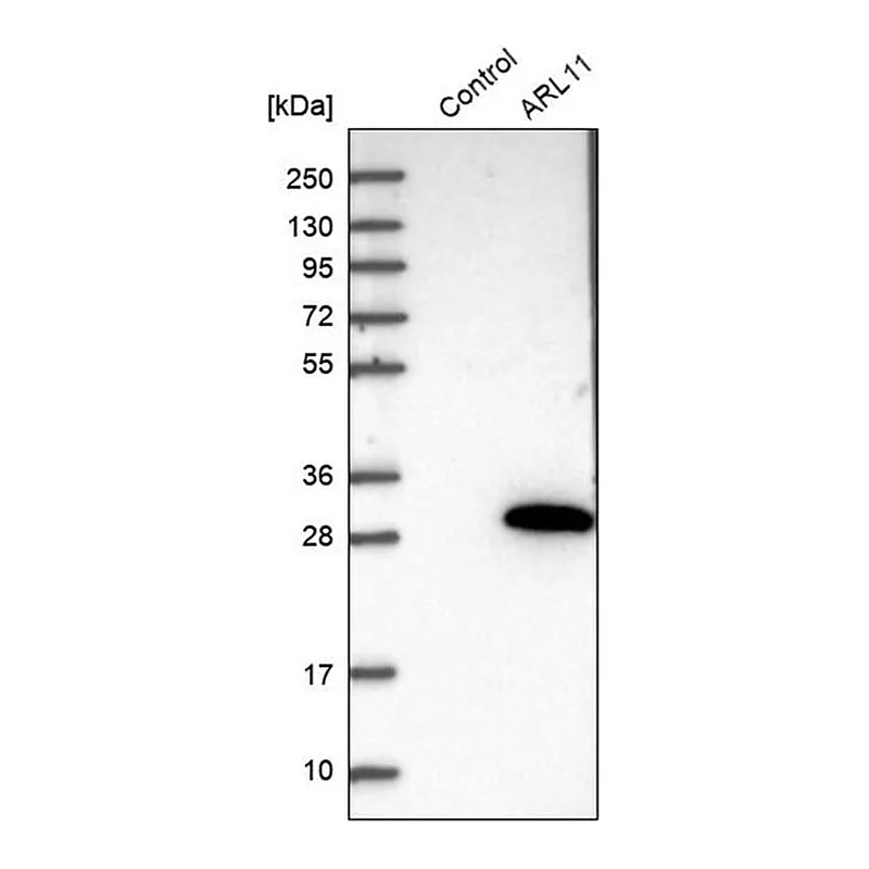 Merck Anti-ARL11 antibody produced in rabbit