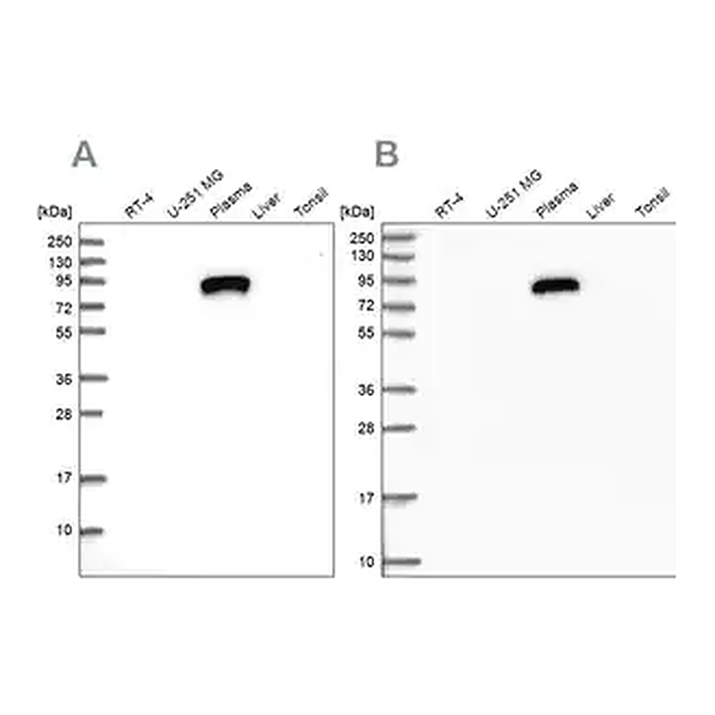 Merck Anti-IGFALS antibody produced in rabbit