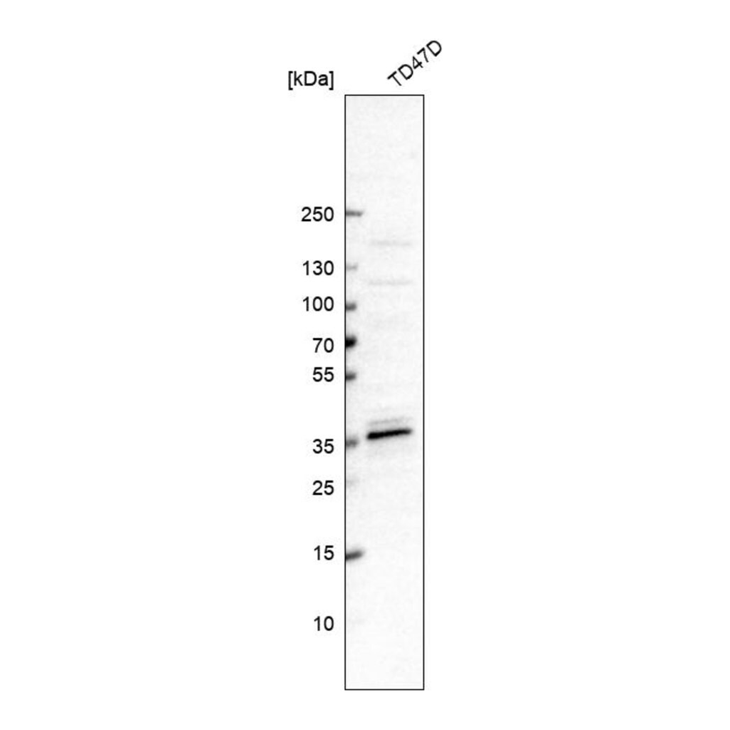 Merck Anti-MED19 antibody produced in rabbit