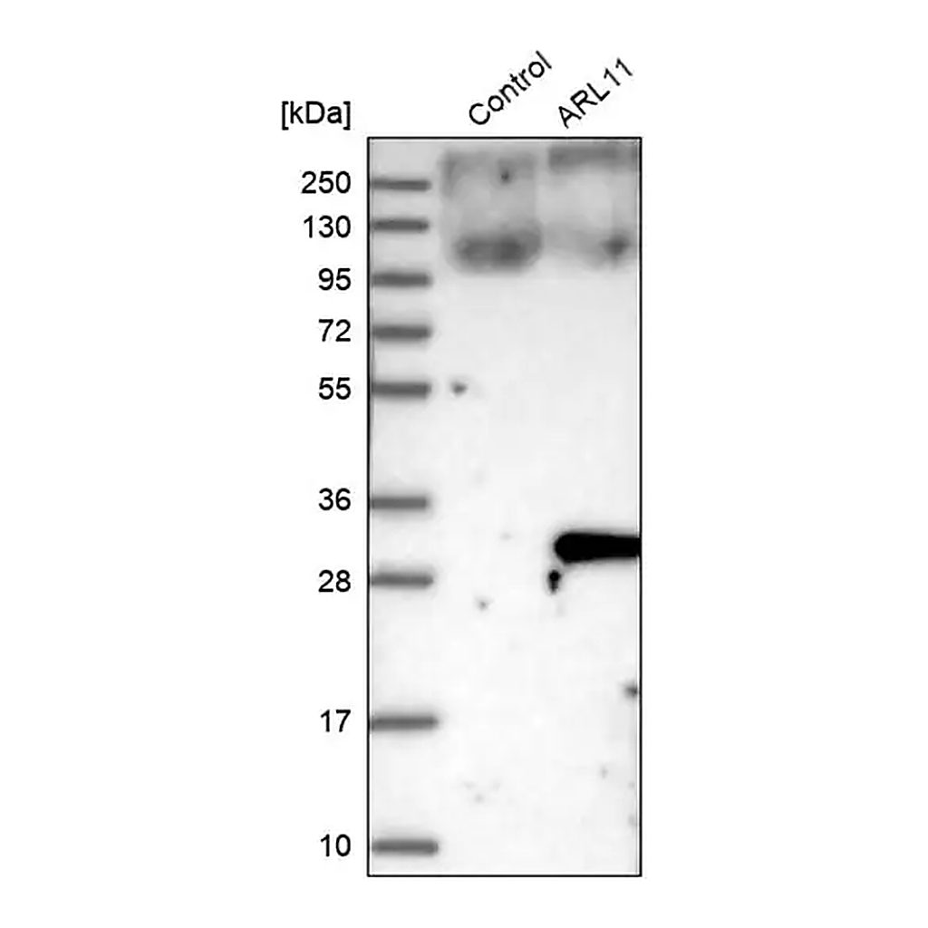 Merck Anti-ARL11 antibody produced in rabbit