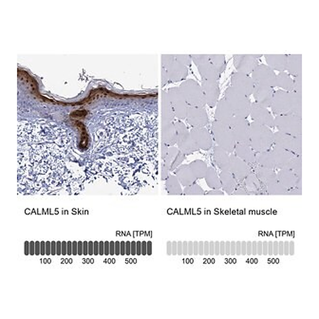 Merck Anti-CALML5 antibody produced in rabbit