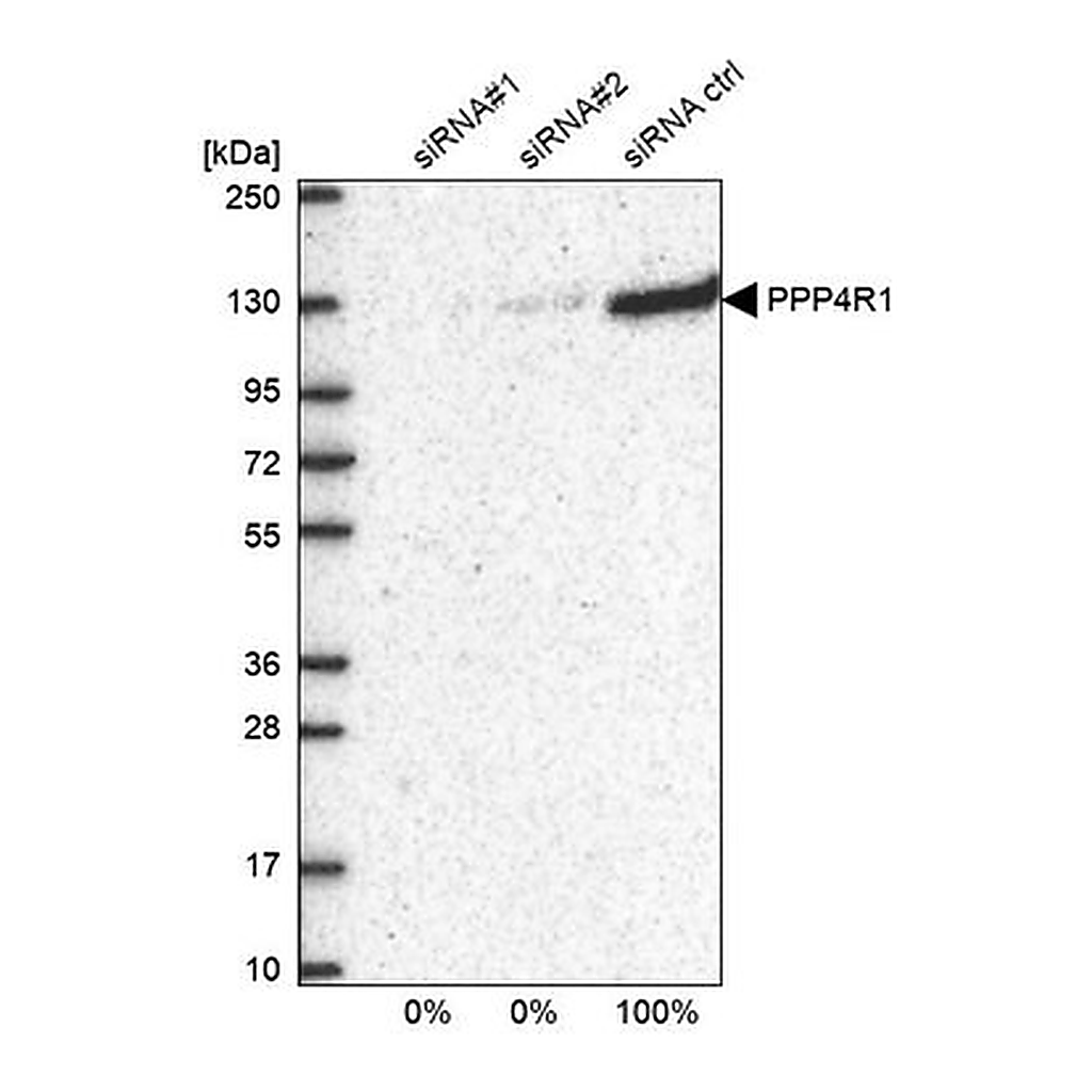 Merck Anti-PPP4R1 antibody produced in rabbit