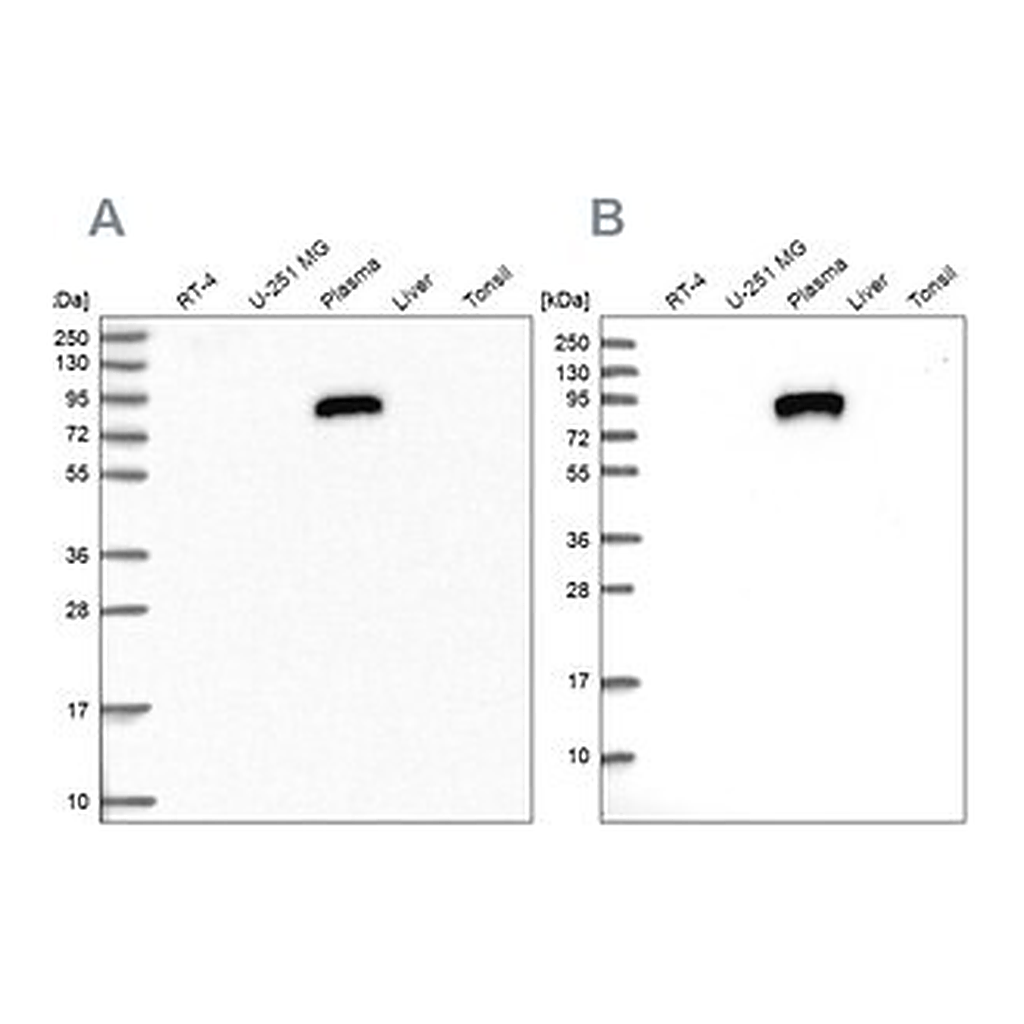 Merck Anti-IGFALS antibody produced in rabbit