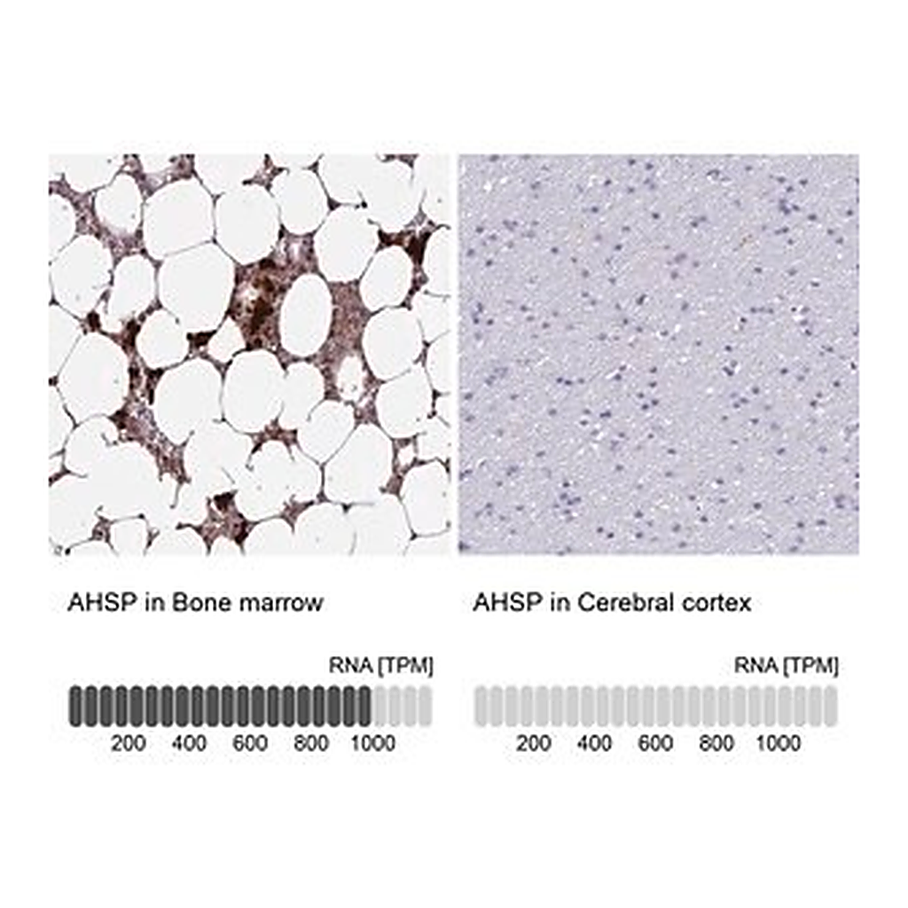 Merck Anti-AHSP antibody produced in rabbit