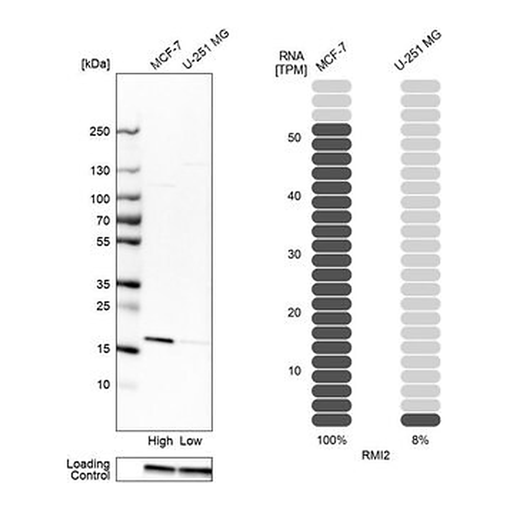 Merck Anti-RMI2 antibody produced in rabbit