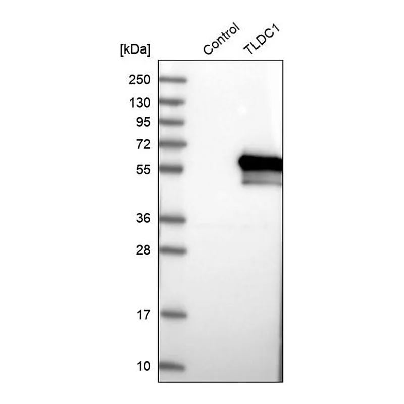 Merck Anti-TLDC1 antibody produced in rabbit