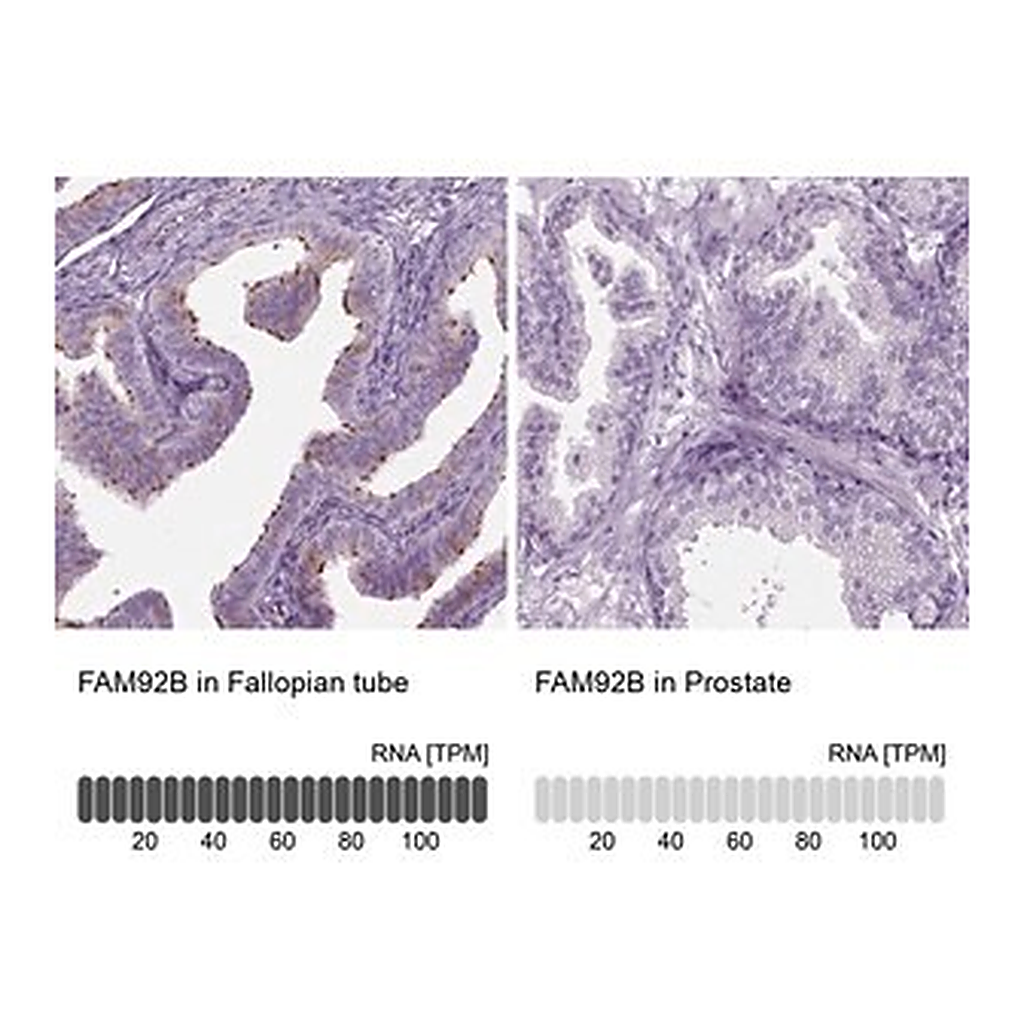 Merck Anti-FAM92B antibody produced in rabbit
