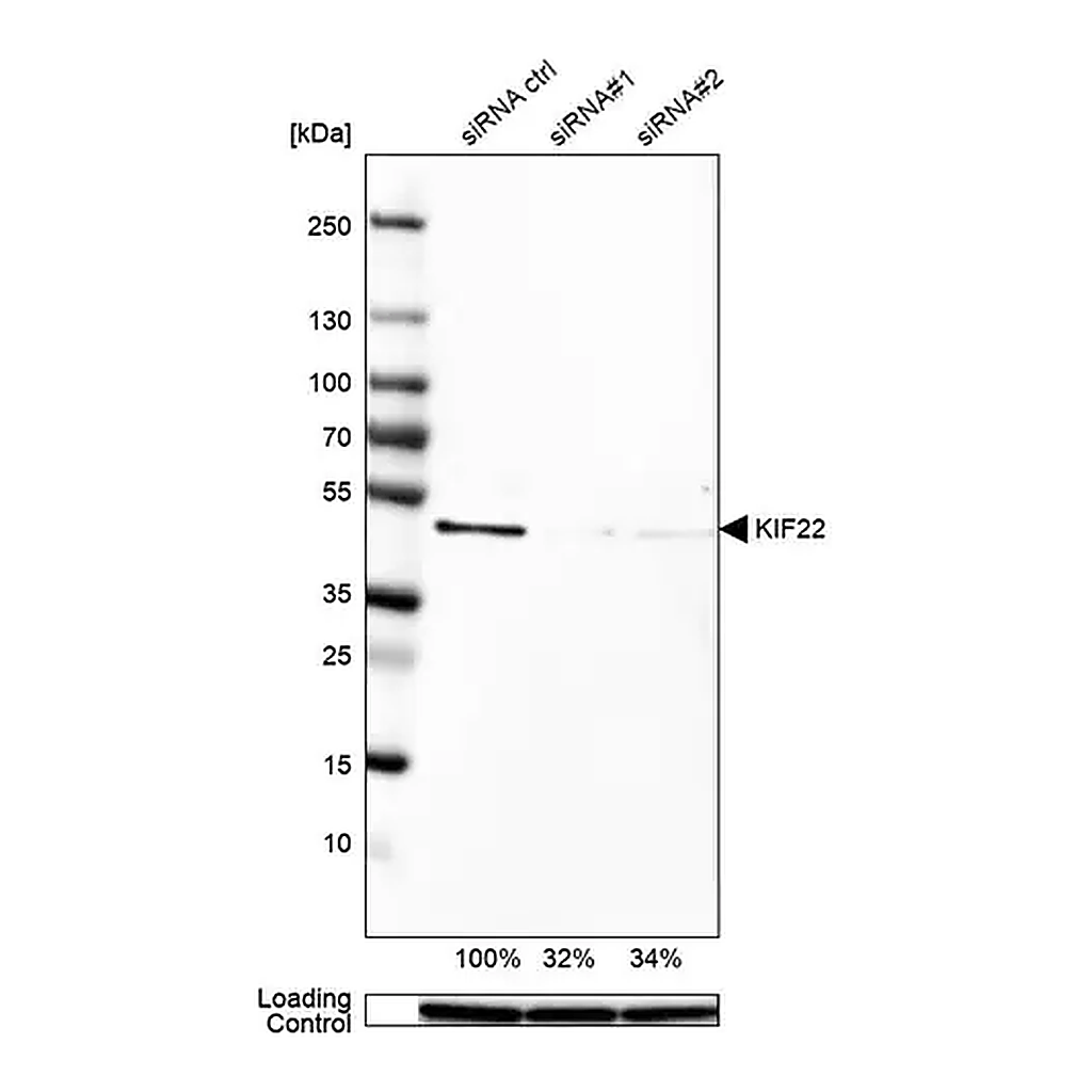 Merck Anti-KIF22 antibody produced in rabbit