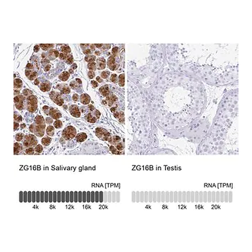 Merck Anti-ZG16B antibody produced in rabbit