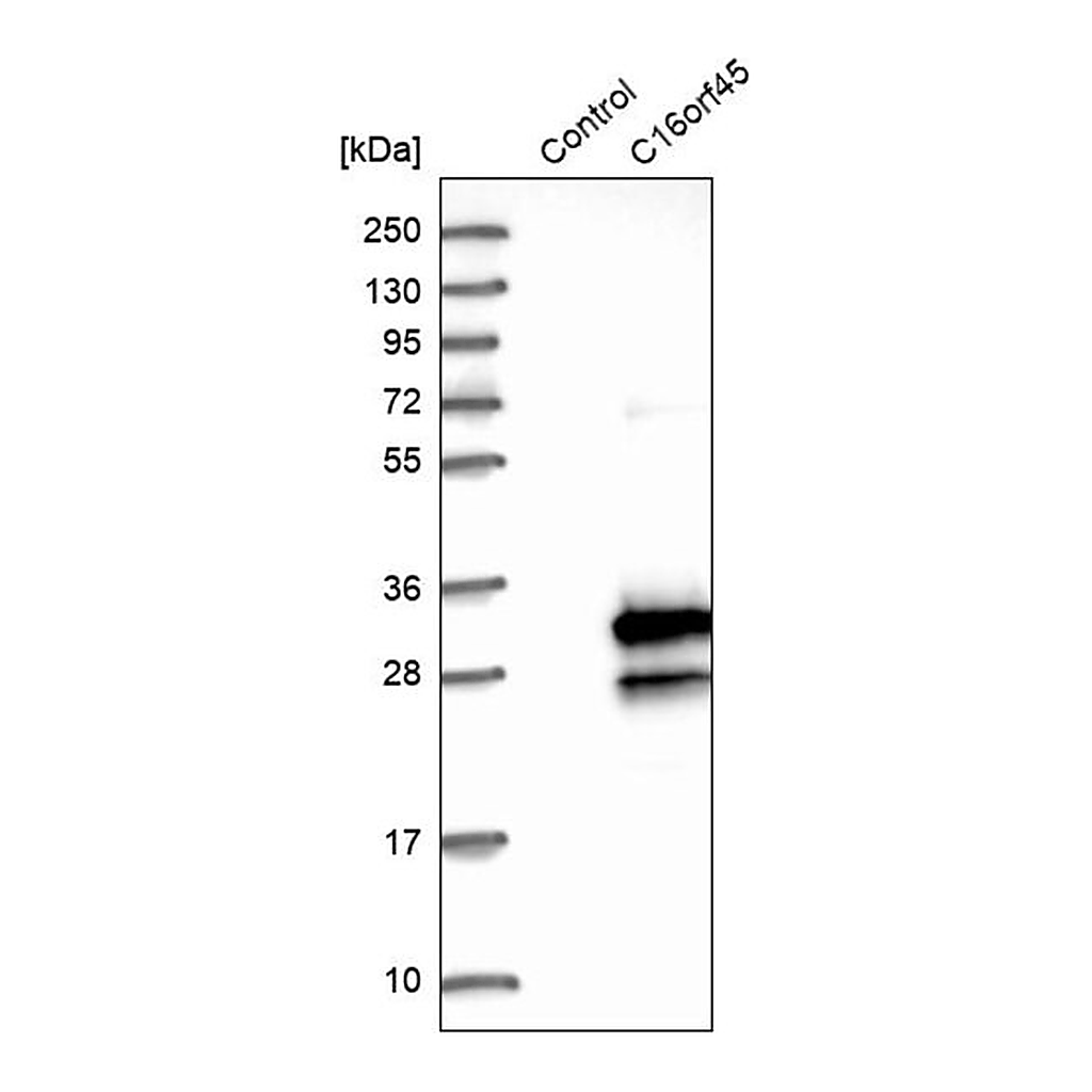 Merck Anti-C16orf45 antibody produced in rabbit