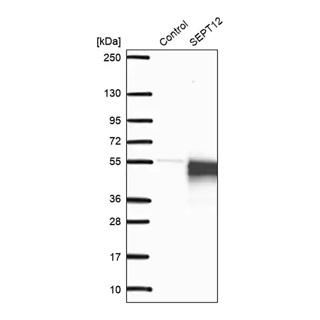 Merck Anti-SEPT12 antibody produced in rabbit