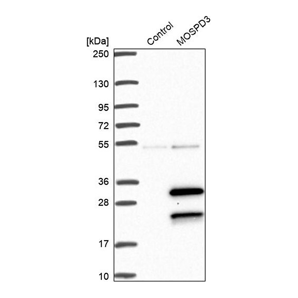 Merck Anti-MOSPD3 antibody produced in rabbit