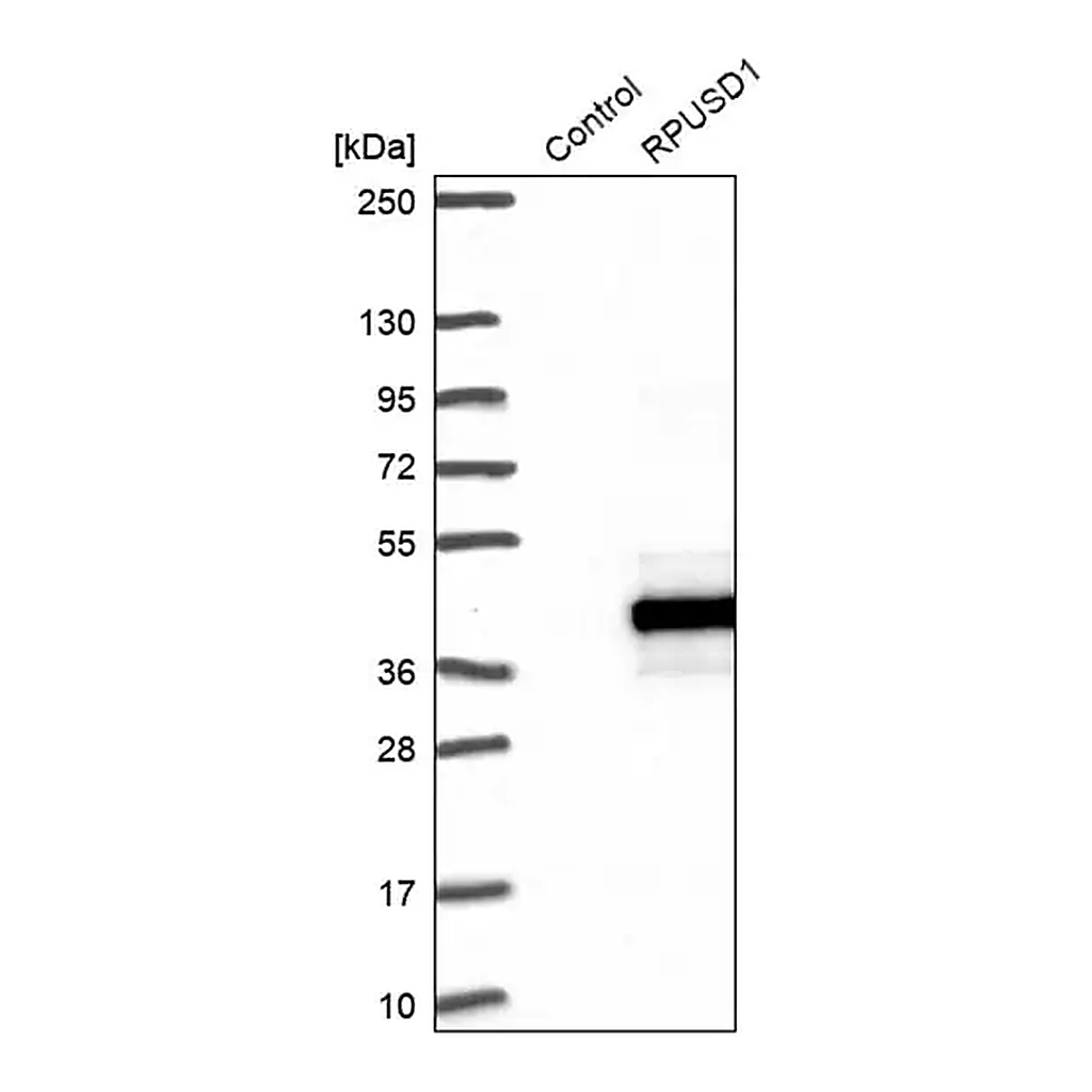 Merck Anti-RPUSD1 antibody produced in rabbit