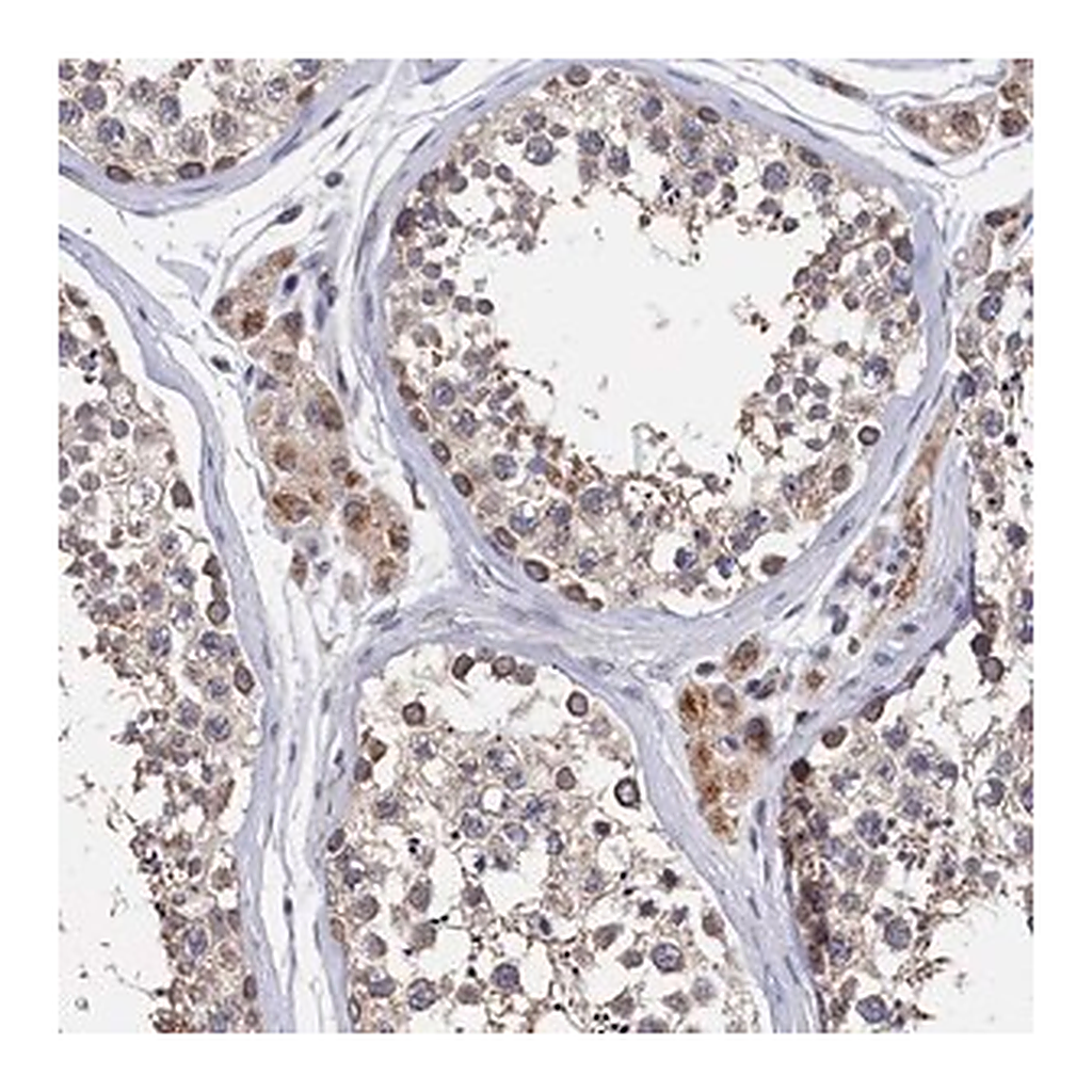 Merck Anti-ANKEF1 antibody produced in rabbit