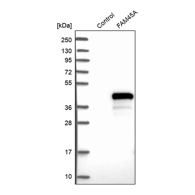 Merck Anti-FAM45A antibody produced in rabbit