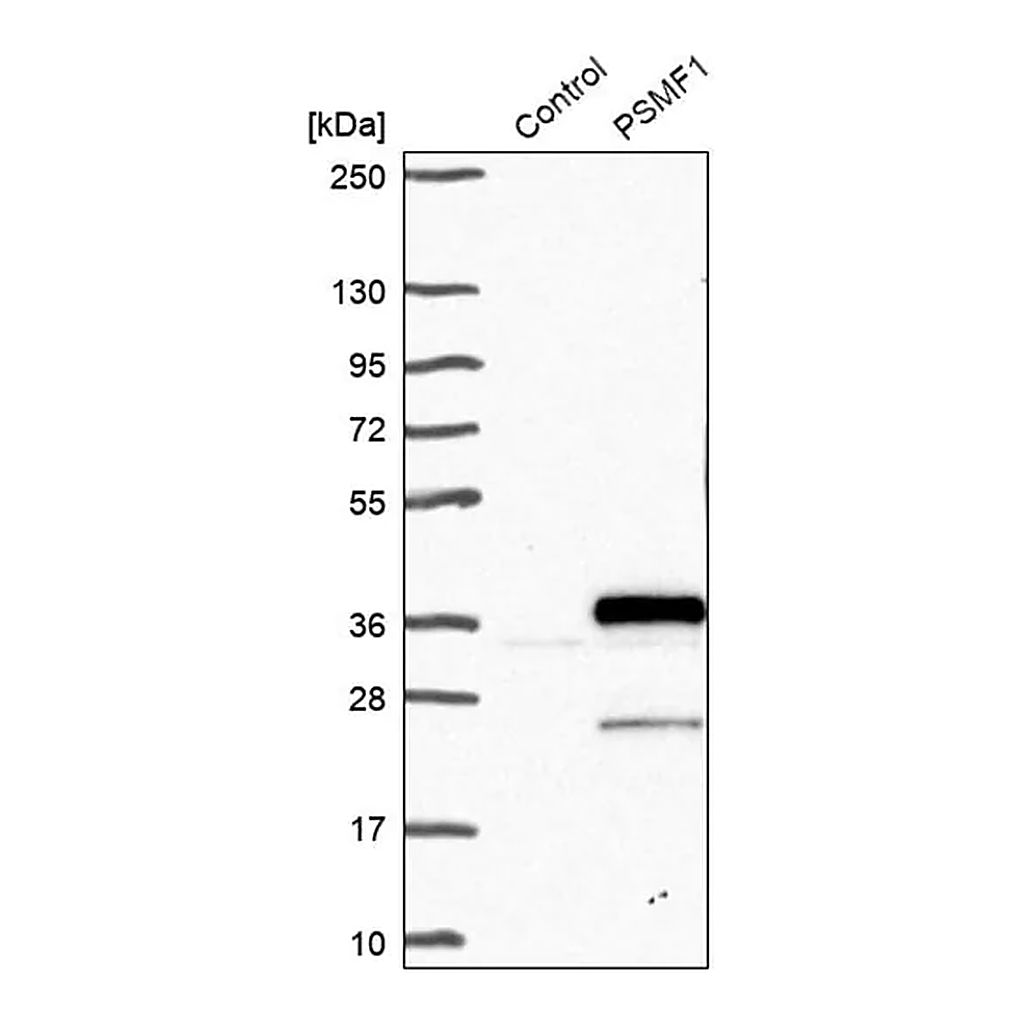 Merck Anti-PSMF1 antibody produced in rabbit