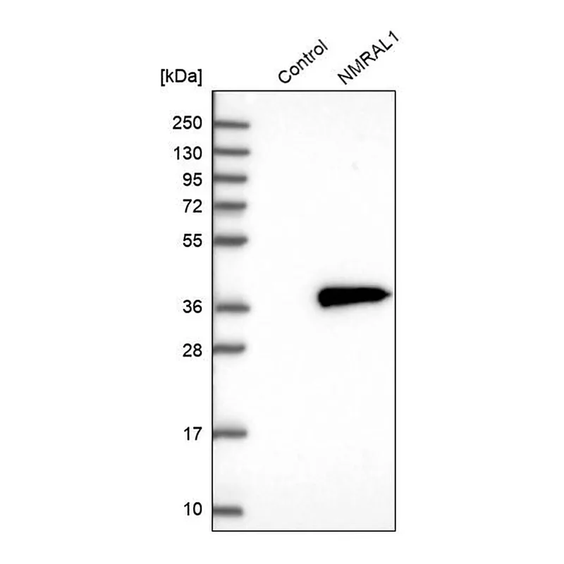 Merck Anti-NMRAL1 antibody produced in rabbit