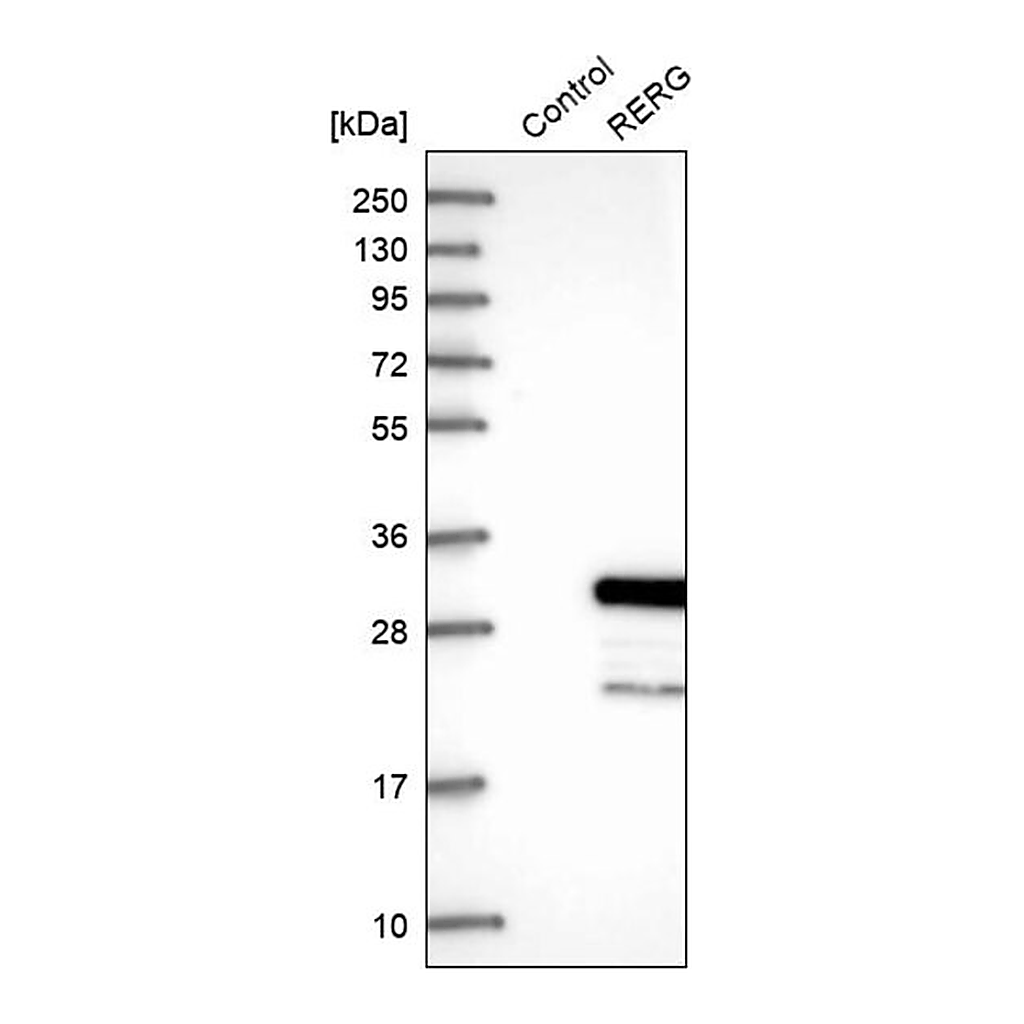 Merck Anti-RERG antibody produced in rabbit