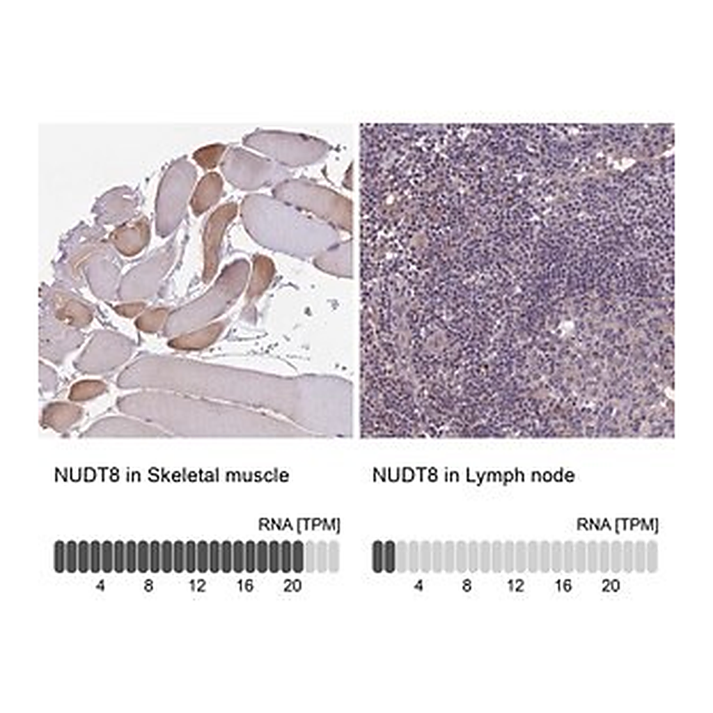 Merck Anti-NUDT8 antibody produced in rabbit
