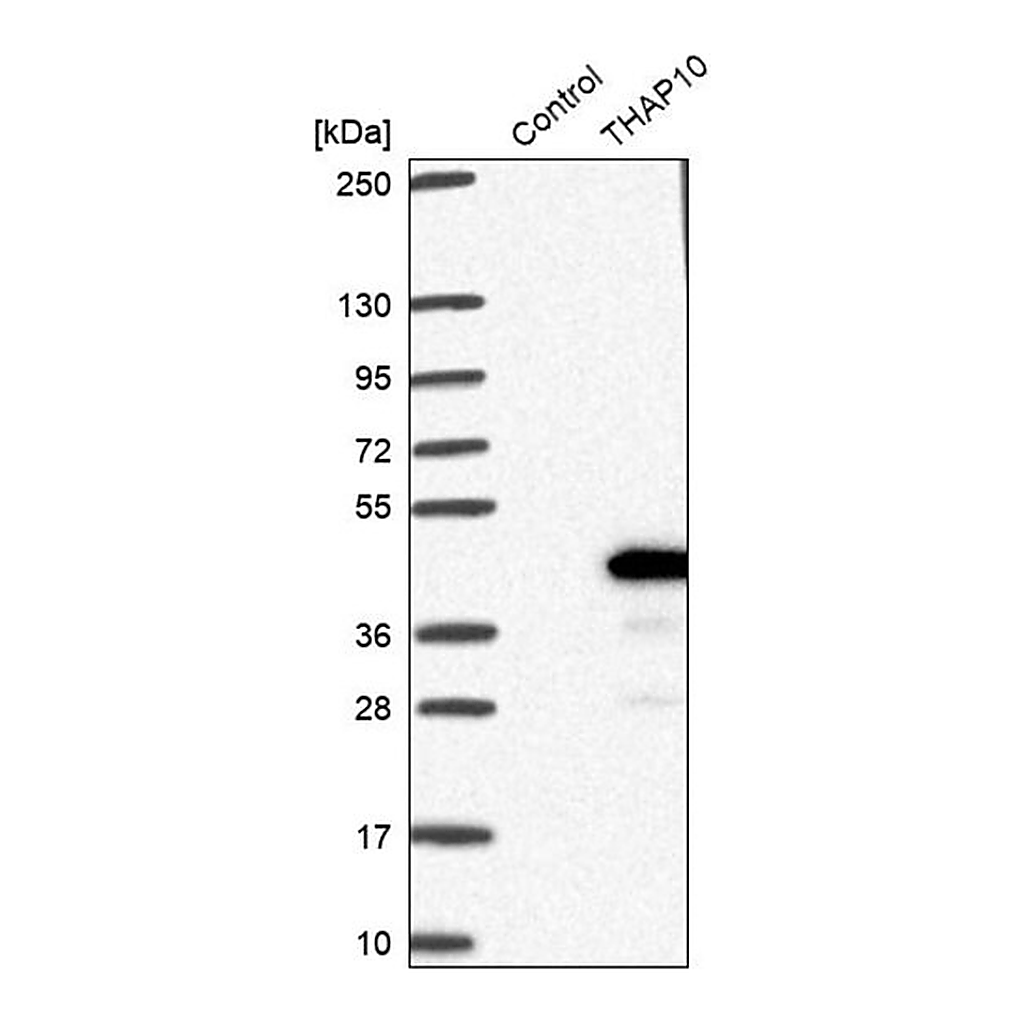 Merck Anti-THAP10 antibody produced in rabbit