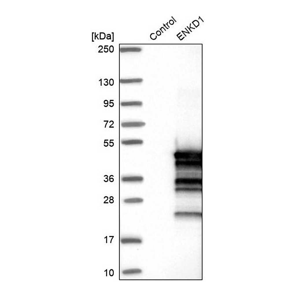 Merck Anti-ENKD1 antibody produced in rabbit
