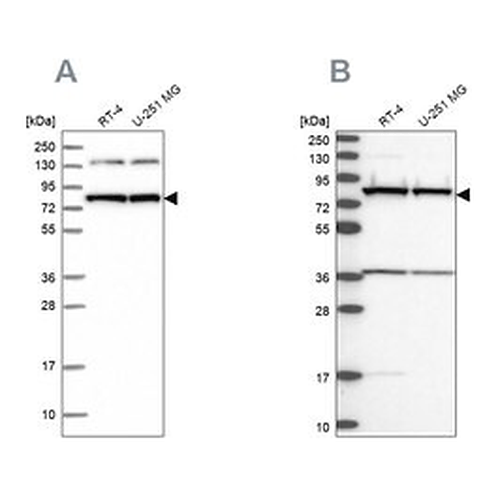 Merck Anti-PTCD3 antibody produced in rabbit