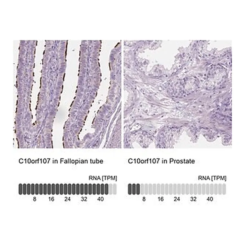 Merck Anti-C10orf107 antibody produced in rabbit