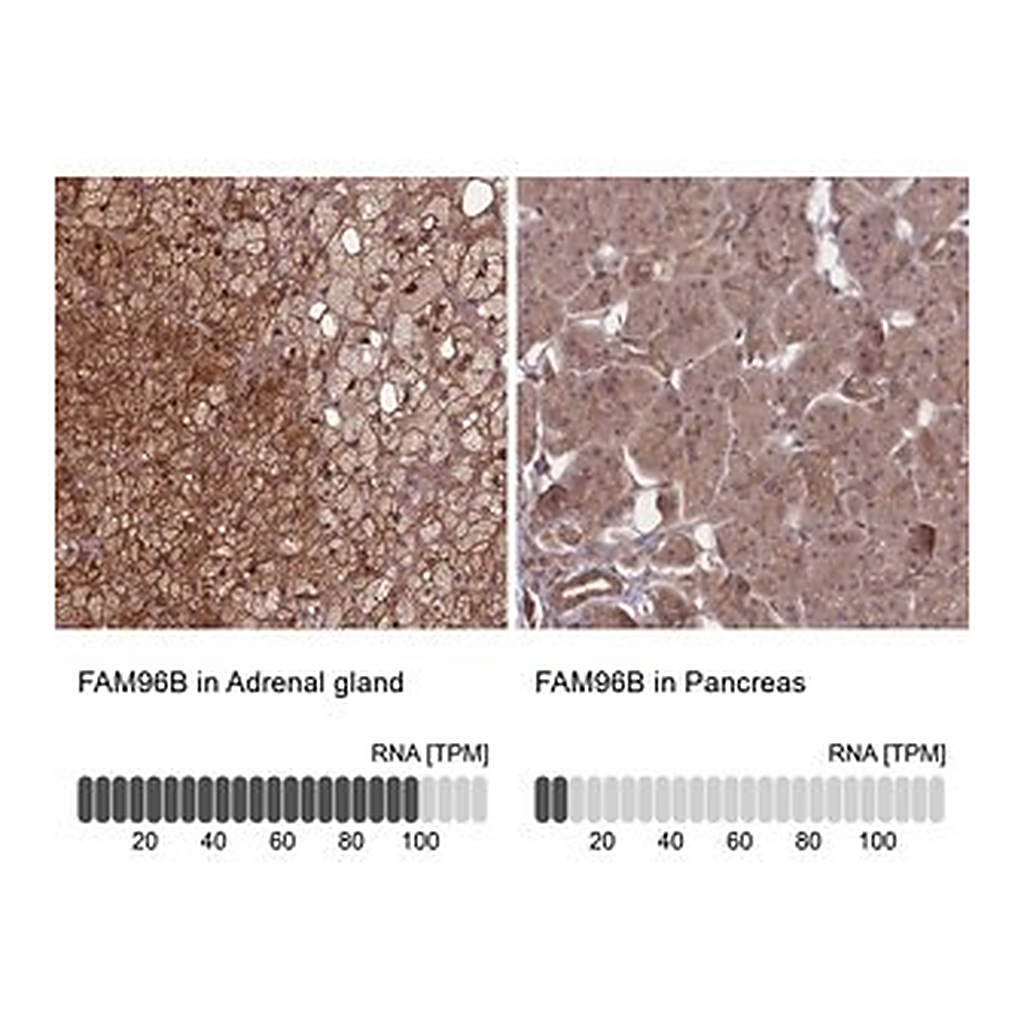 Merck Anti-FAM96B antibody produced in rabbit
