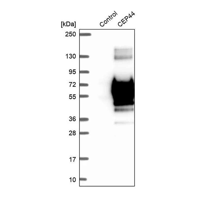 Merck Anti-CEP44 antibody produced in rabbit