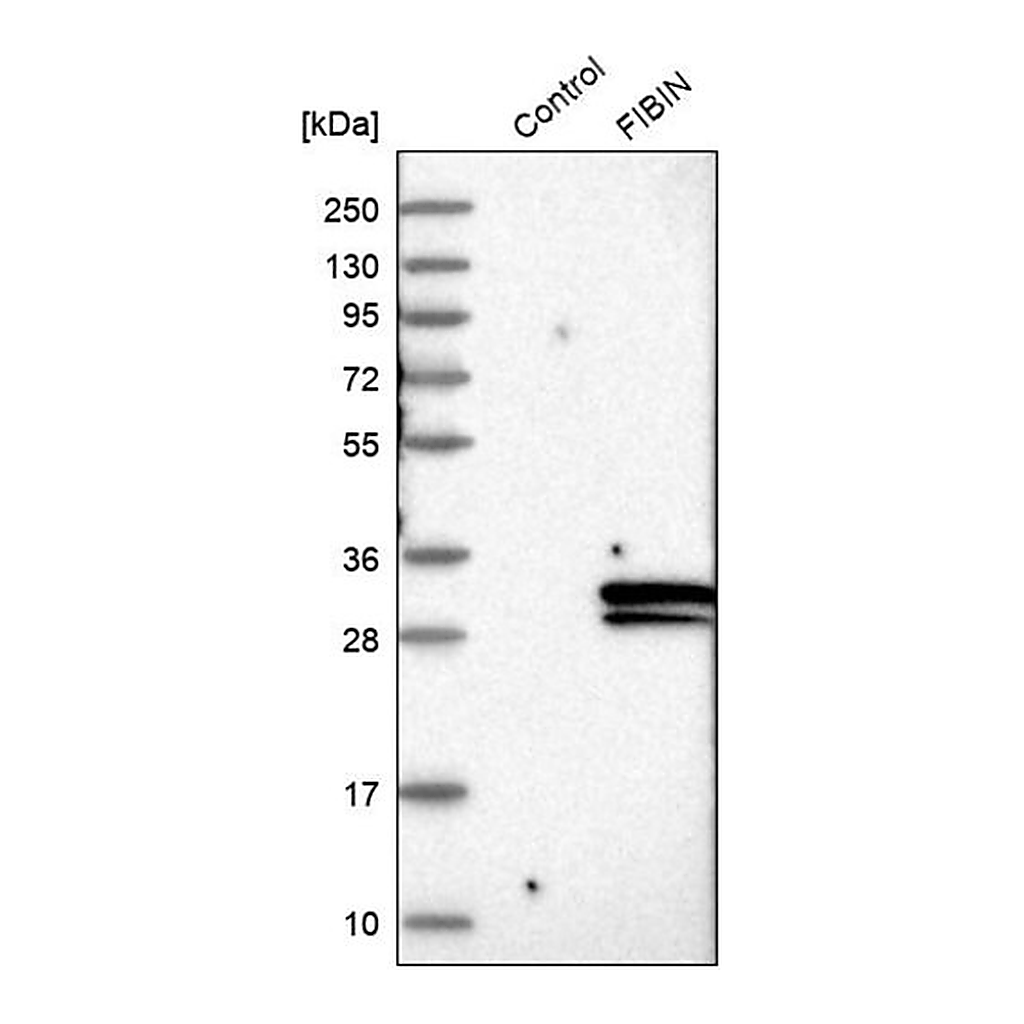 Merck Anti-FIBIN antibody produced in rabbit