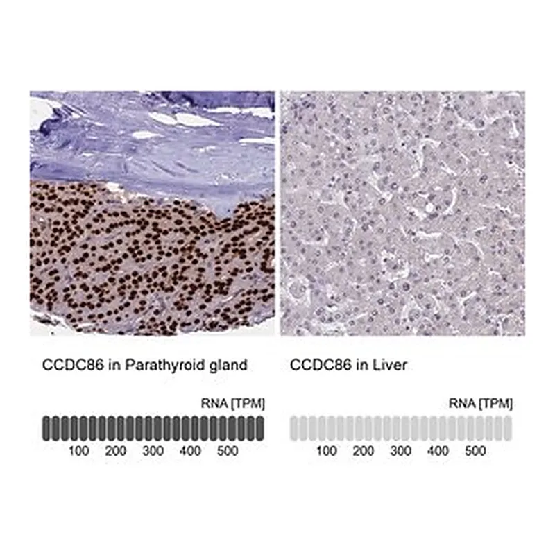 Merck Anti-CCDC86 antibody produced in rabbit