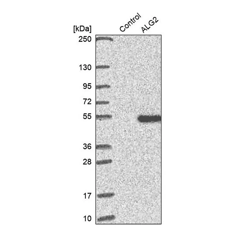 Merck Anti-ALG2 antibody produced in rabbit