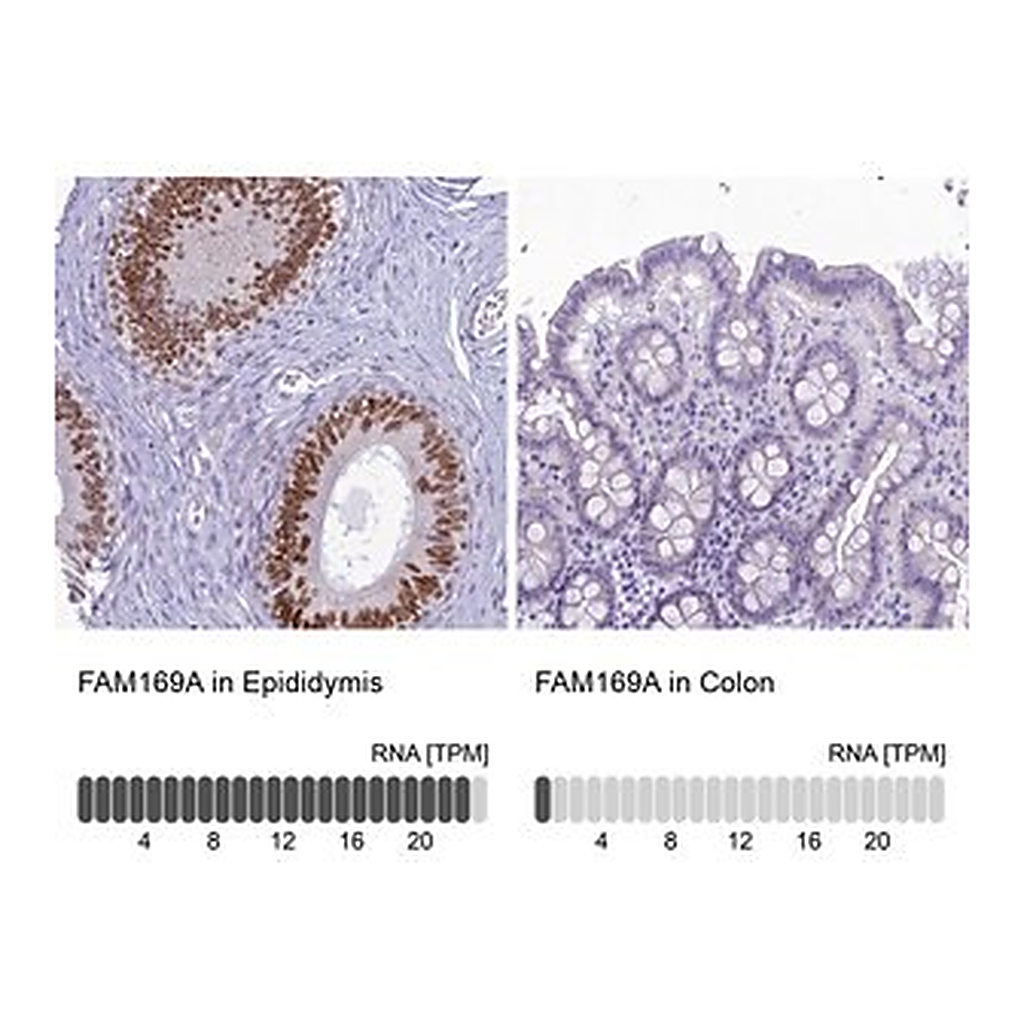 Merck Anti-FAM169A antibody produced in rabbit