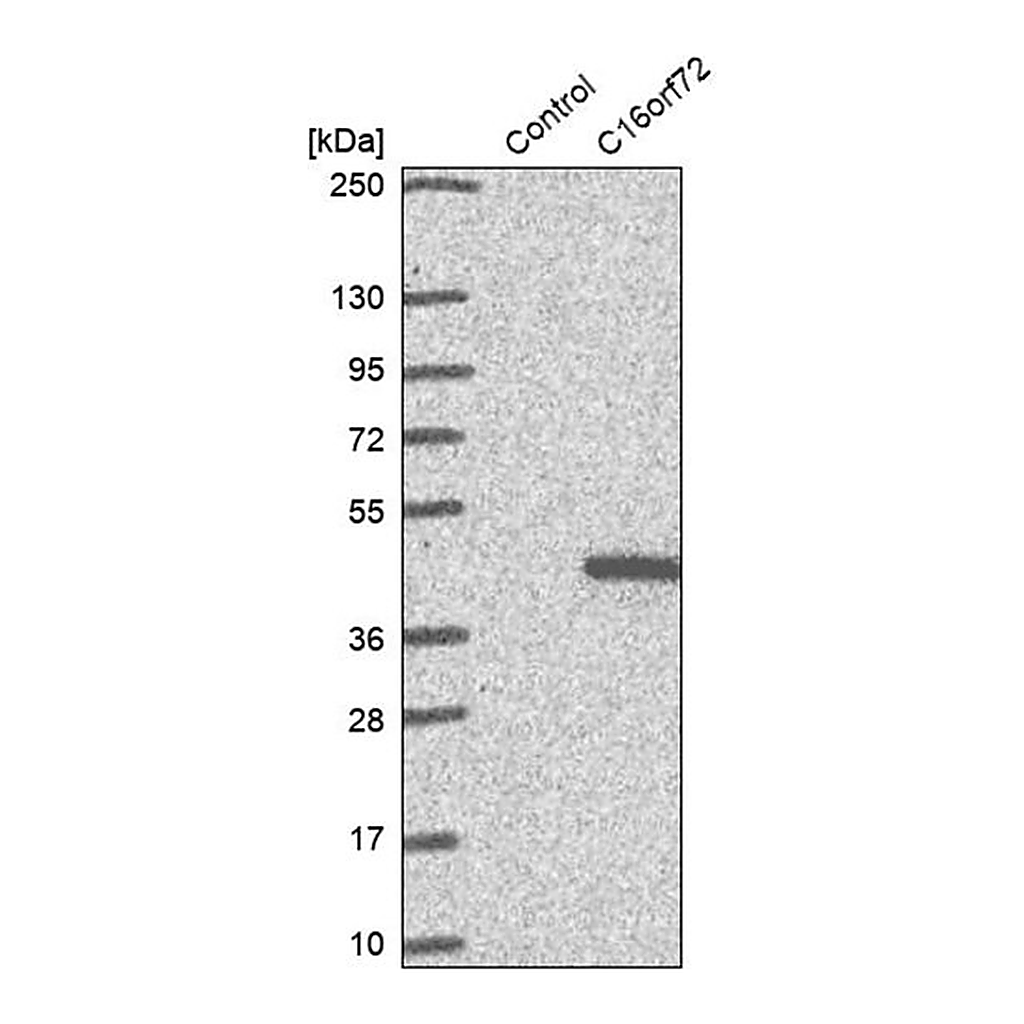 Merck Anti-C16orf72 antibody produced in rabbit
