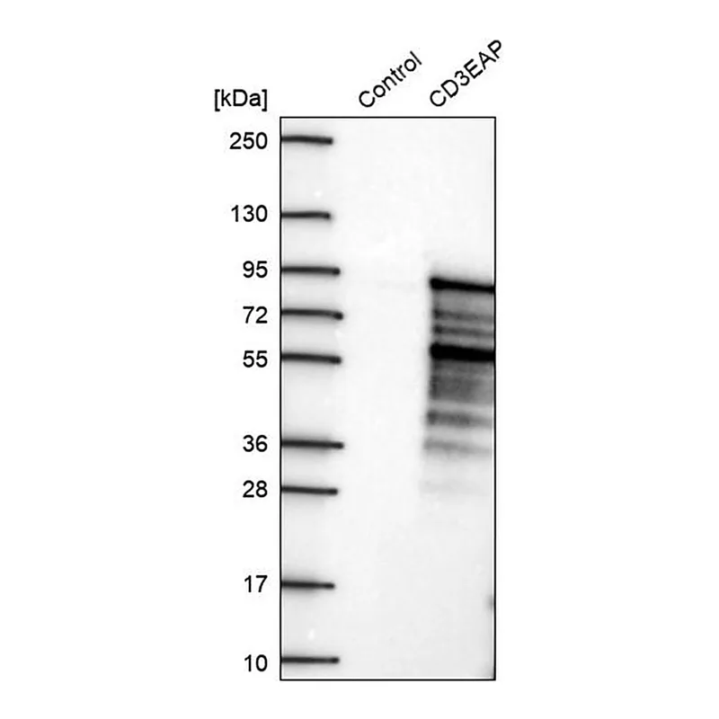 Merck Anti-CD3EAP antibody produced in rabbit