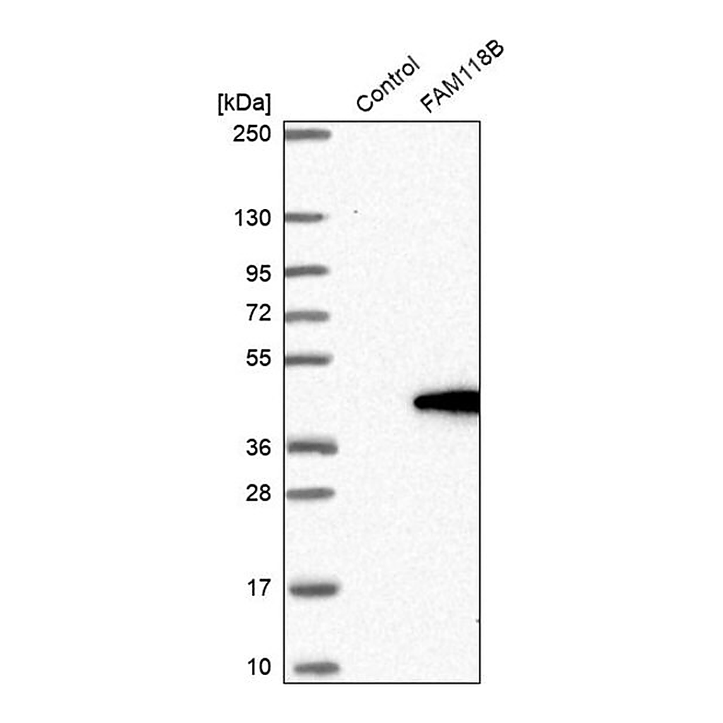 Merck Anti-FAM118B antibody produced in rabbit