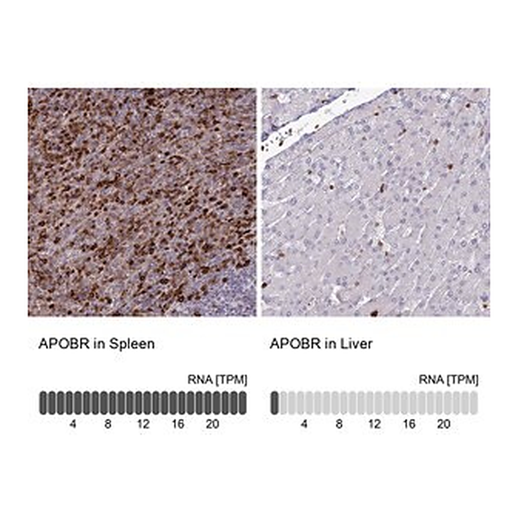 Merck Anti-APOBR antibody produced in rabbit