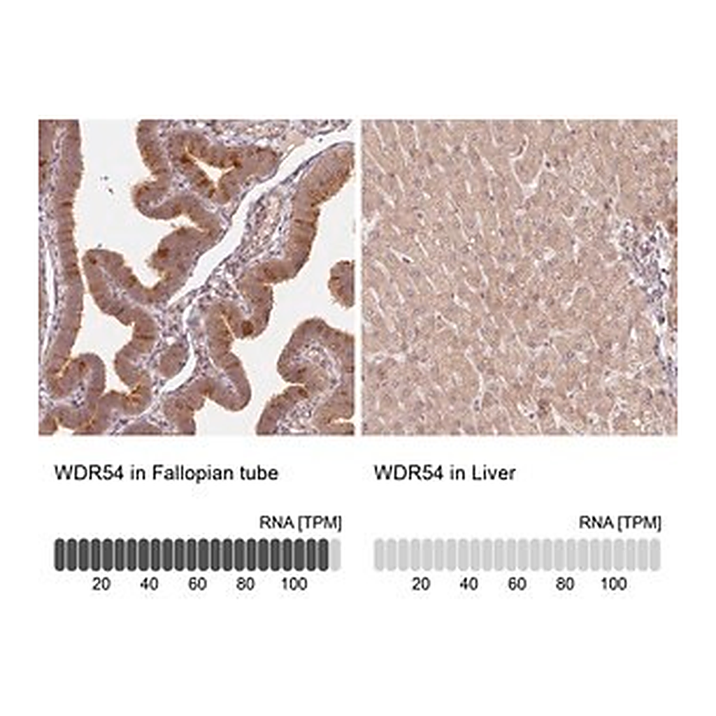 Merck Anti-WDR54 antibody produced in rabbit