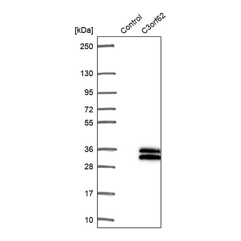 Merck Anti-C3orf62 antibody produced in rabbit