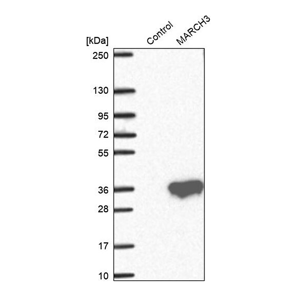 Merck Anti-MARCH3 antibody produced in rabbit