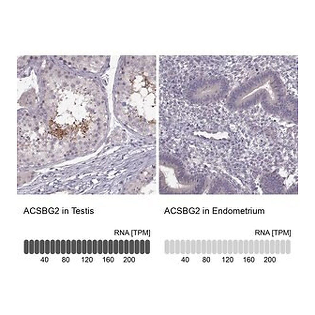Merck Anti-ACSBG2 antibody produced in rabbit