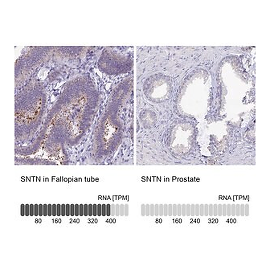Merck Anti-SNTN antibody produced in rabbit