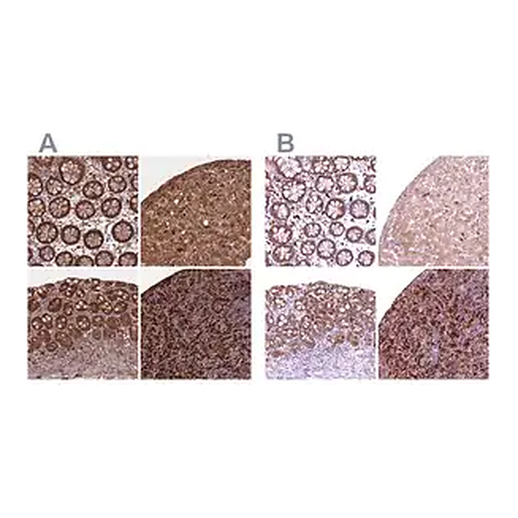 Merck Anti-BLVRB antibody produced in rabbit