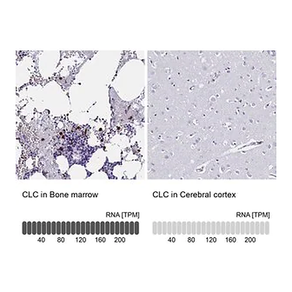 Merck Anti-CLC antibody produced in rabbit